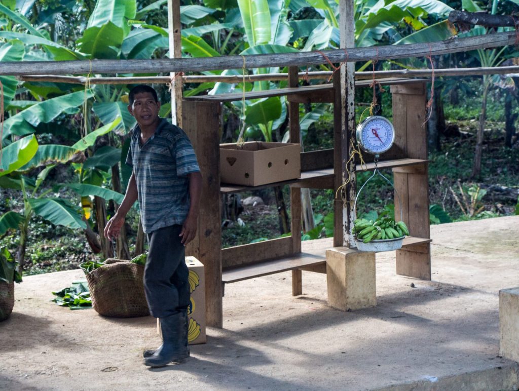 Banana plants in coffee plantation