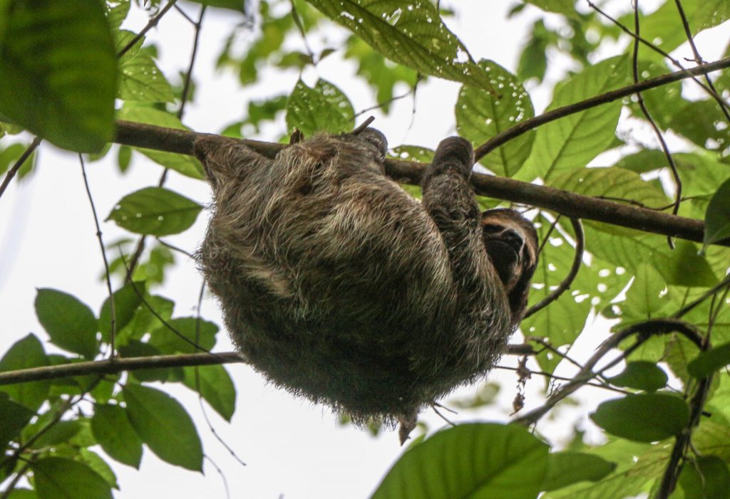 Sloths in Boca del Toro